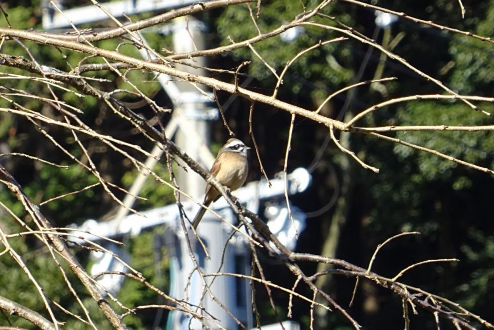 野鳥の声も、のどか