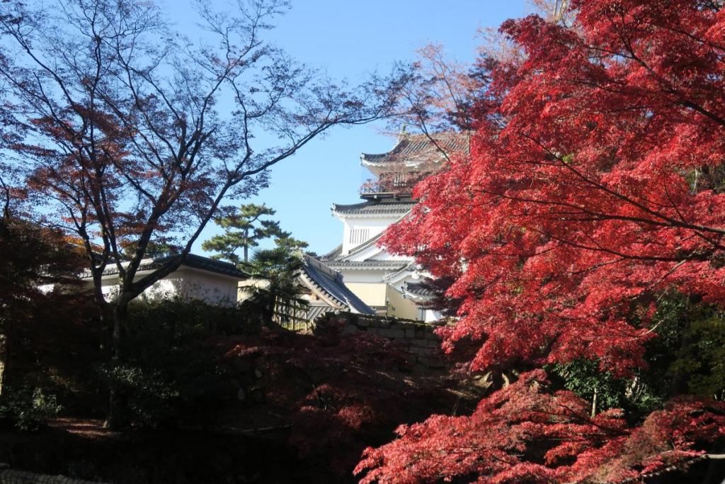 この日の岡崎城公園は紅葉がとても綺麗でした！