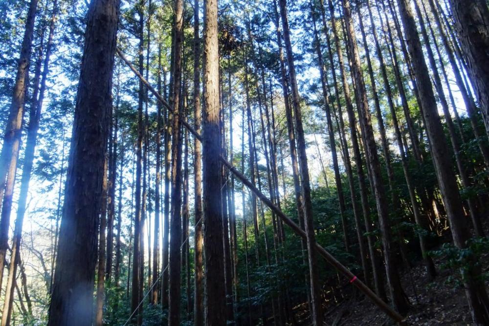 バリバリと大きな音を立てて木が倒れました！