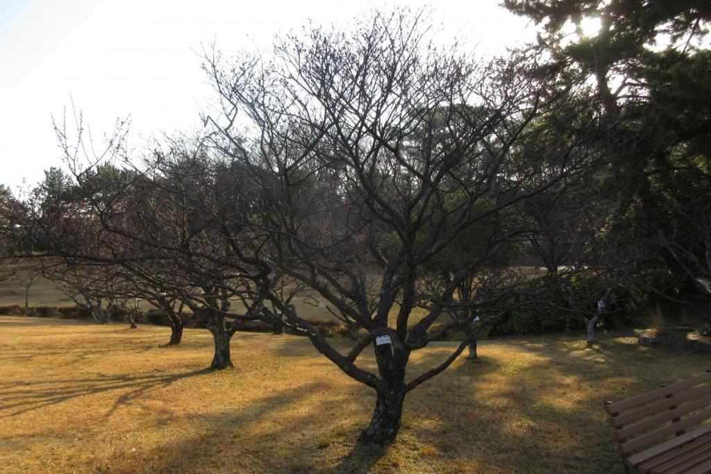 紅梅全体