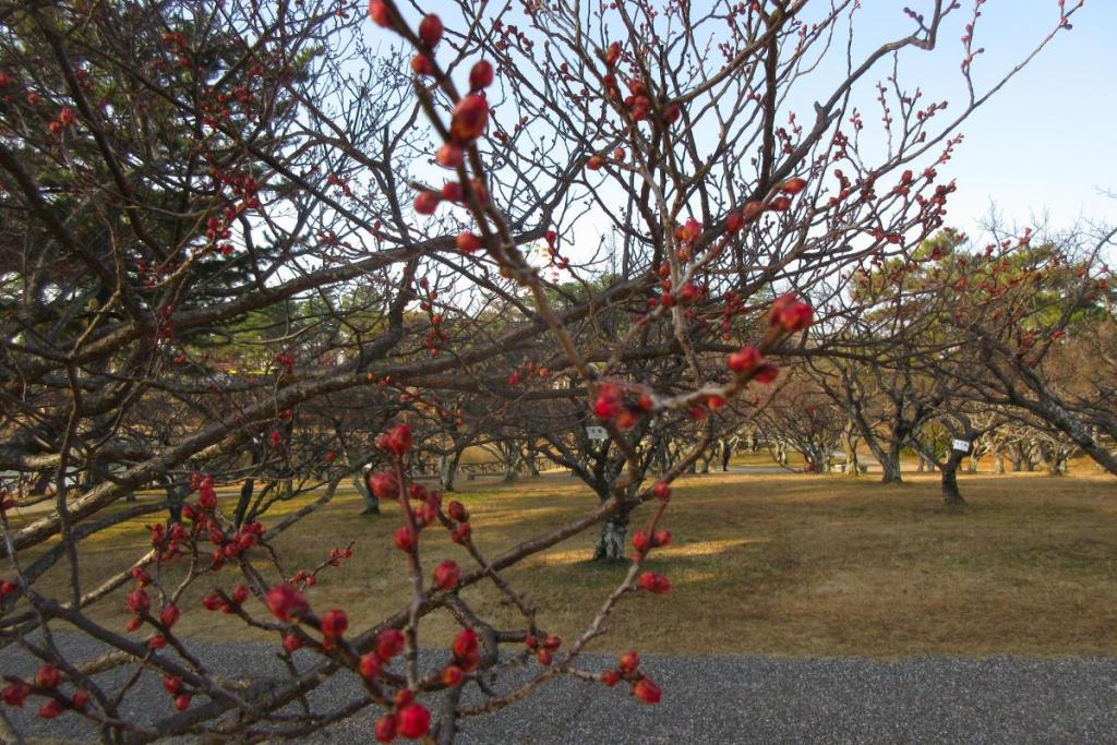 紅梅アップ