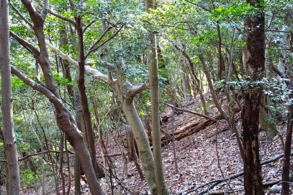 山頂手前には枝のくっついた珍しい木が！