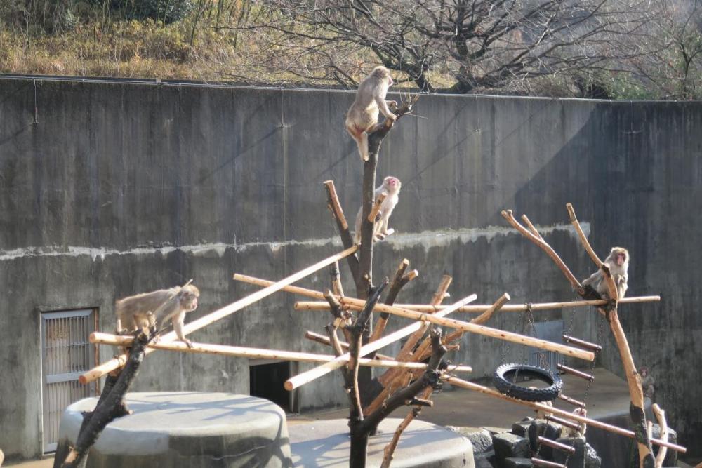 猿エリアでは、たくさんのお猿さんたちが元気に活動しています！