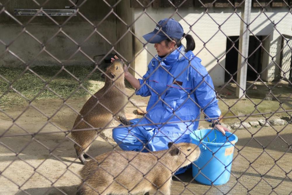 大好きな飼育員さんにご飯をもらいます