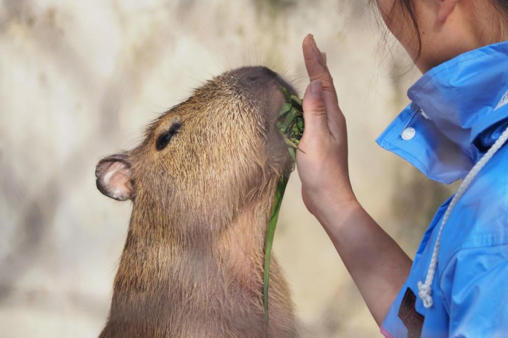 手でまとめてもらって器用に食べます。食事の仕方も独特♪