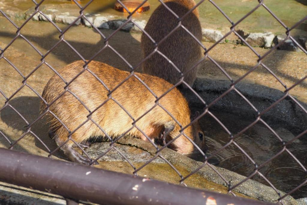 食事後は入浴！頭からザブンと入っています