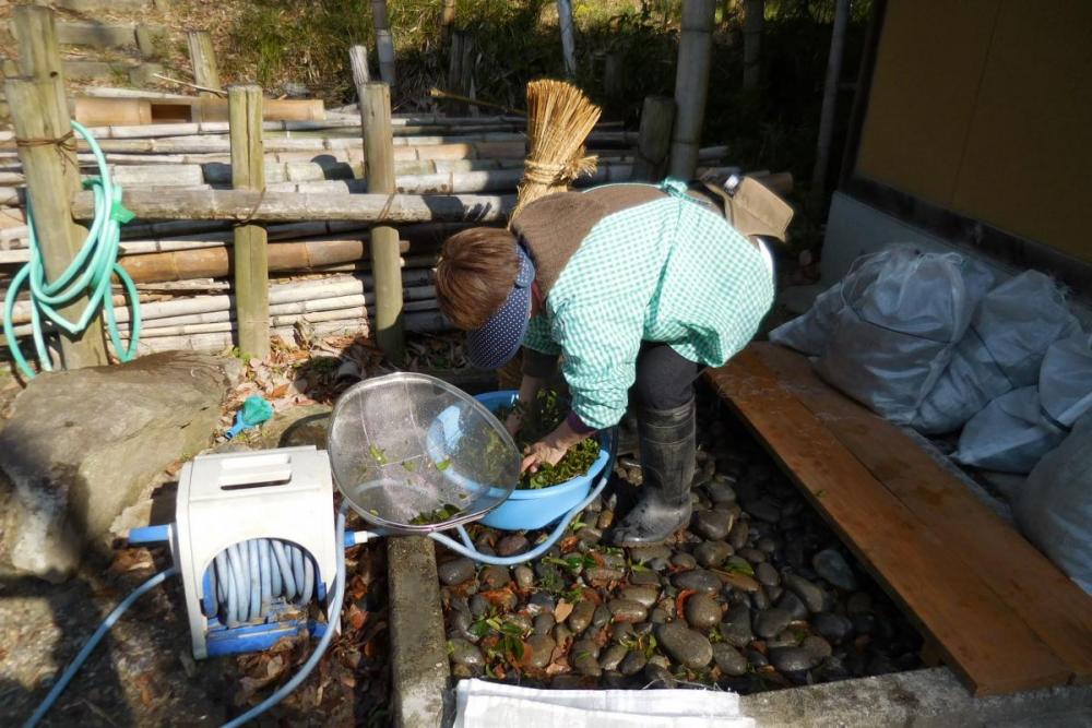 水で綺麗に洗います