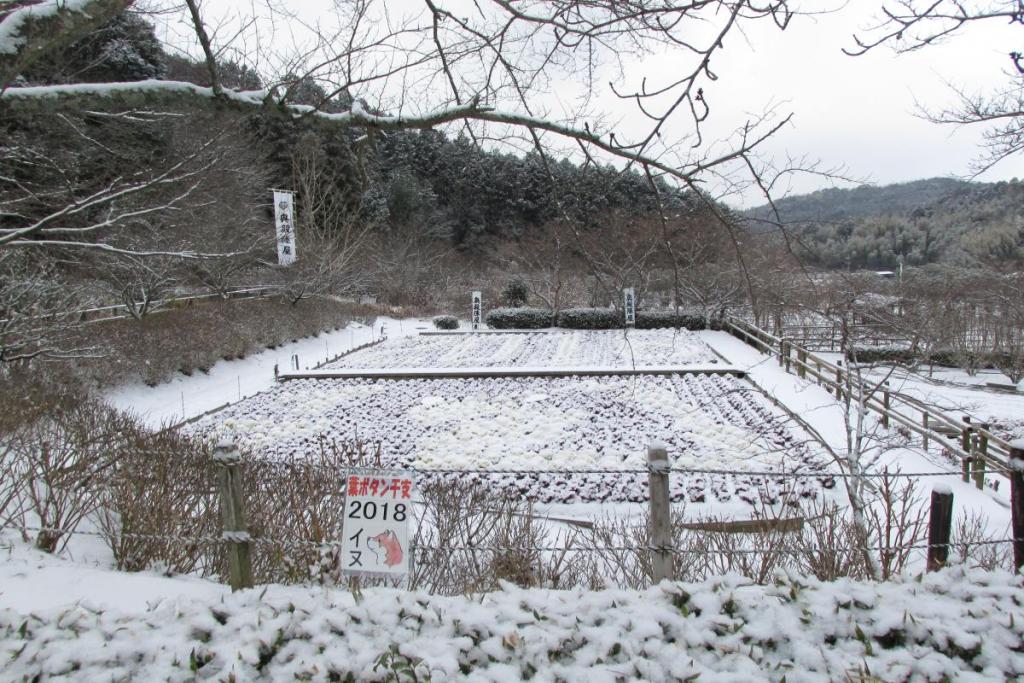 葉ボタンの干支に雪が積もりました。