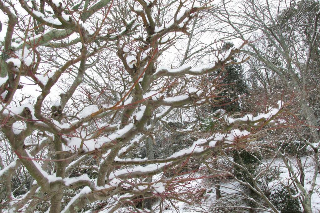 木にも雪が付いていました。