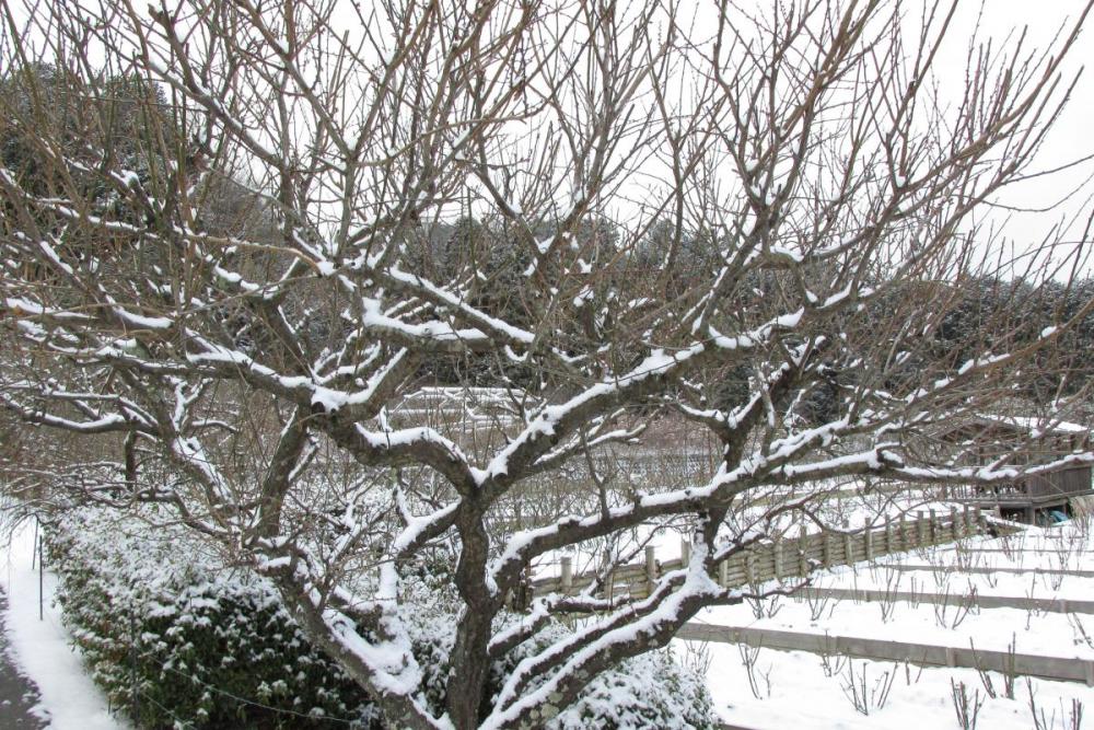 梅の木に雪が積もりました。