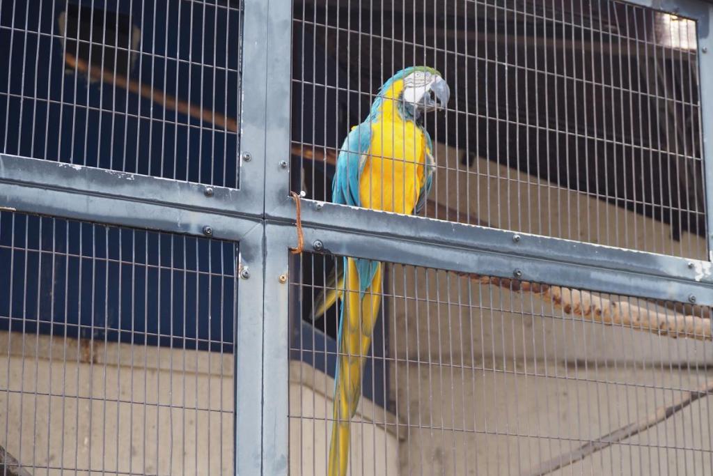 お話が大好きなルリコンゴウインコのリーくん！取材日も元気にお話していました。