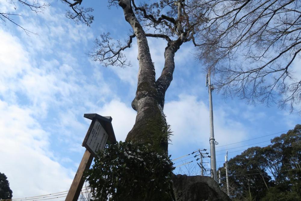 ふるさとの名木『瀧山寺の大くろがねもち』