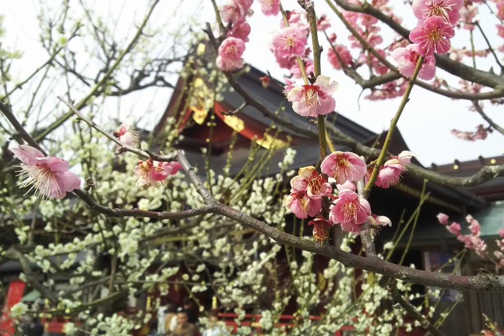 岩津天満宮の梅情報を更新しました！