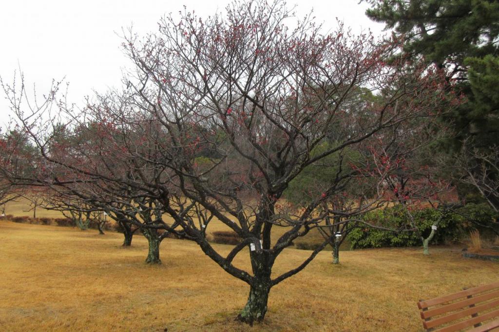 紅梅全体
