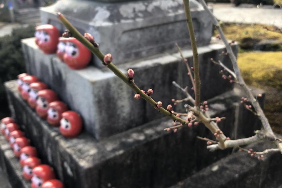 まだ蕾が多いですが、開花が待ち遠しいです！