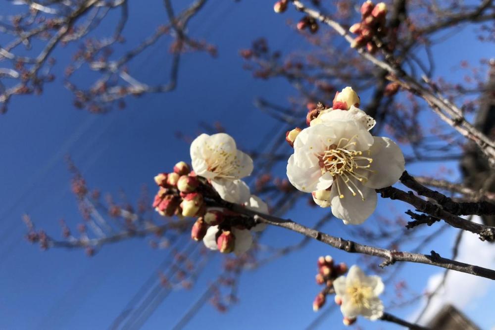 早咲きの梅はちらほら咲いています