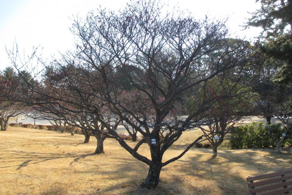 紅梅全体
