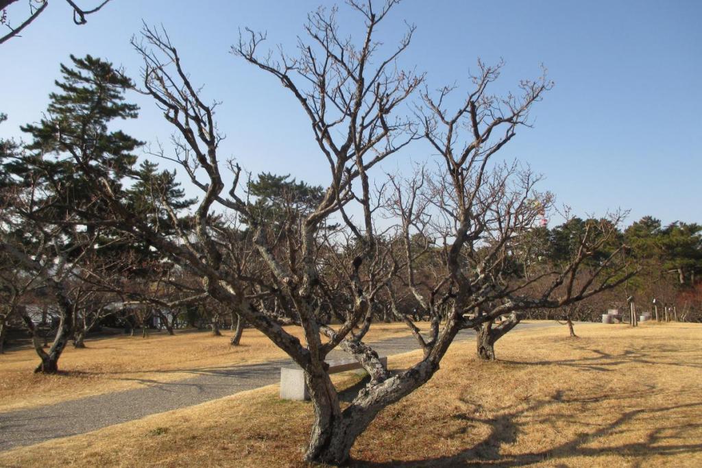 白梅全体