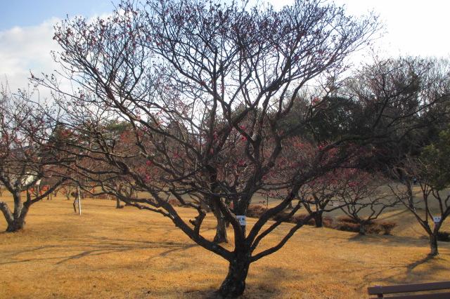 紅梅全体