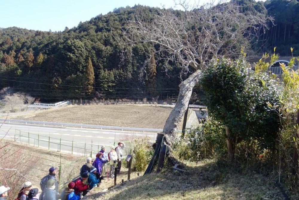 トヨトミナシの横に出ました