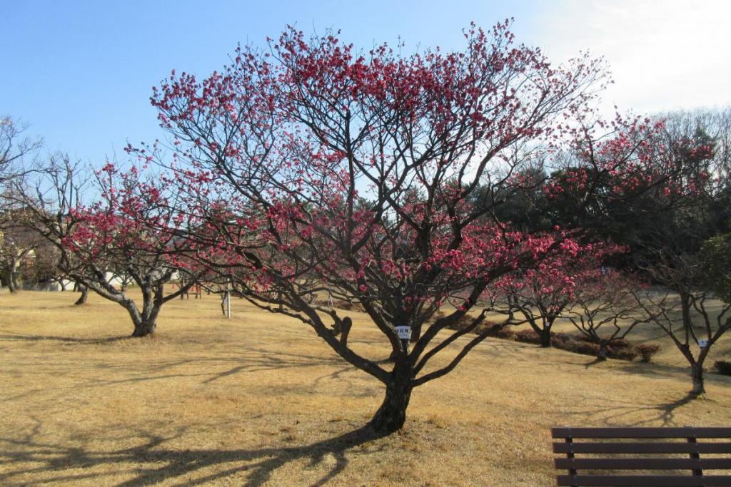 紅梅全体