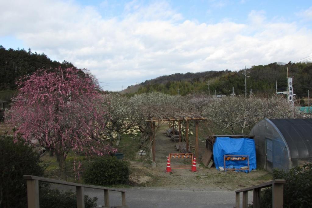 全景　色が付いて来ました！