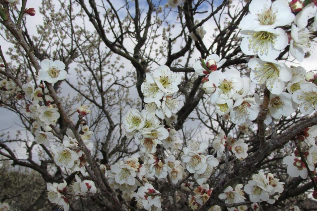 花の多い木は８分程度咲いています