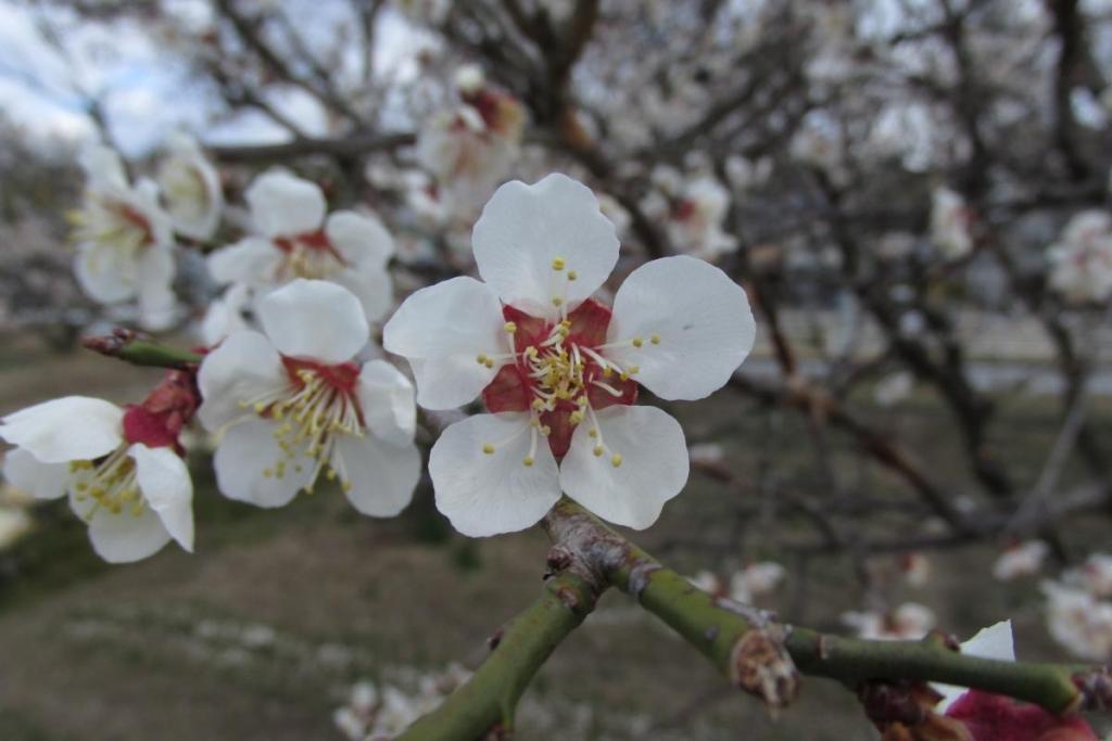 密集した花も良いですが、一輪も好きです(笑)