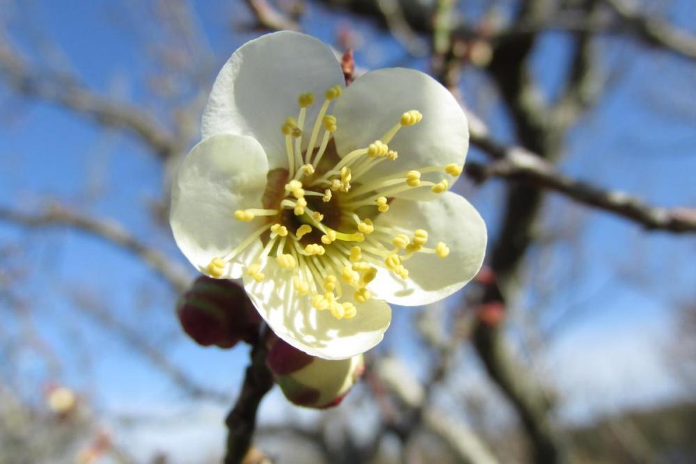 開花しました！