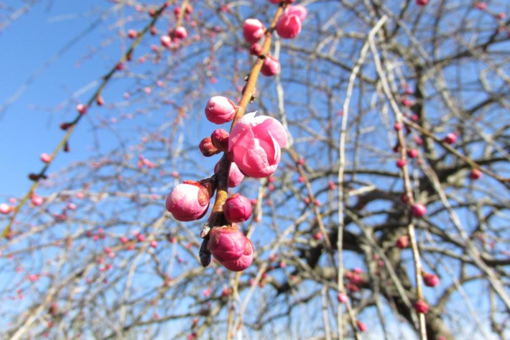 紅梅も咲き始めました