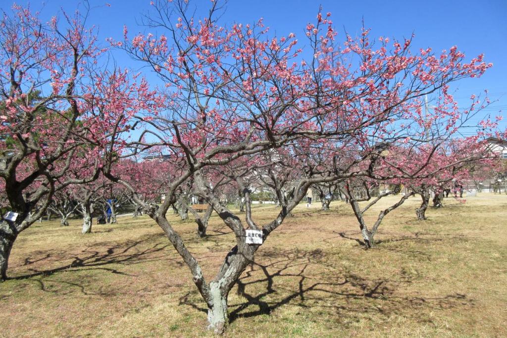 紅梅全体