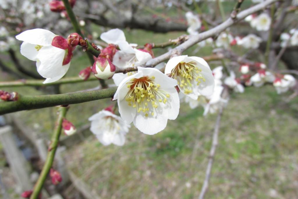 白い花も綺麗です