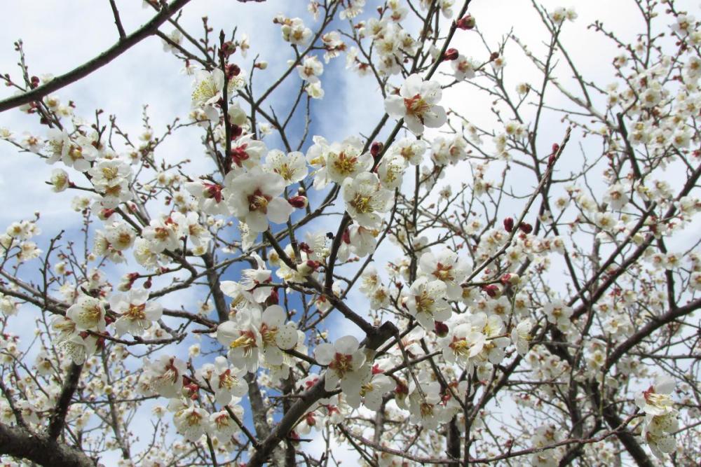 沢山花を付けてくれました