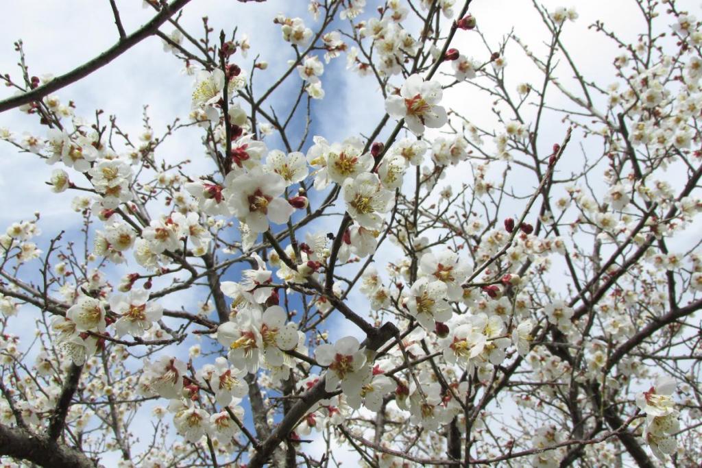 沢山花を付けてくれました