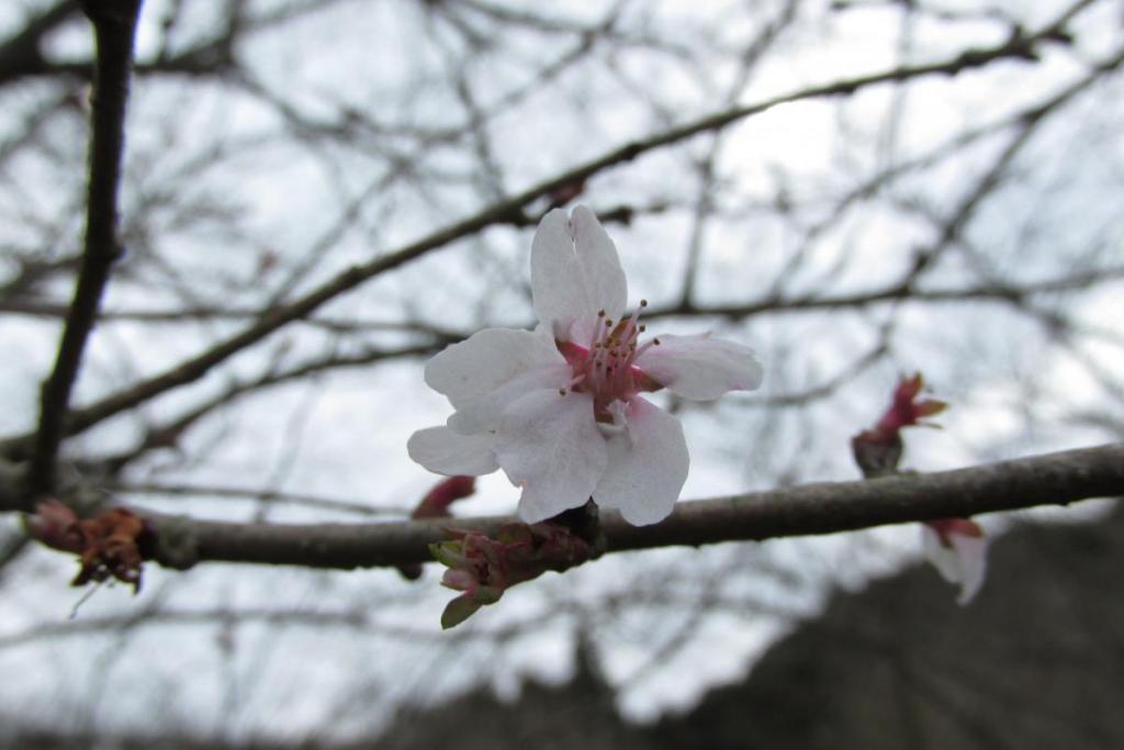 四季桜も花を付け始めました