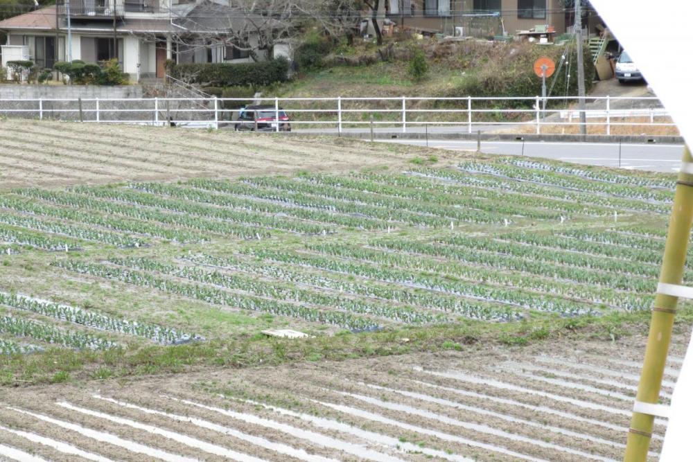 チューリップも芽を出し始めました。ただ手前の冠水している菜花が心配です。