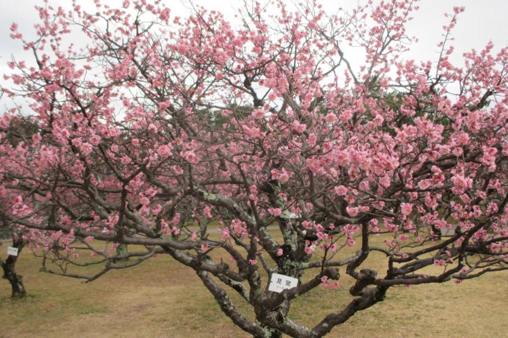 紅梅全体