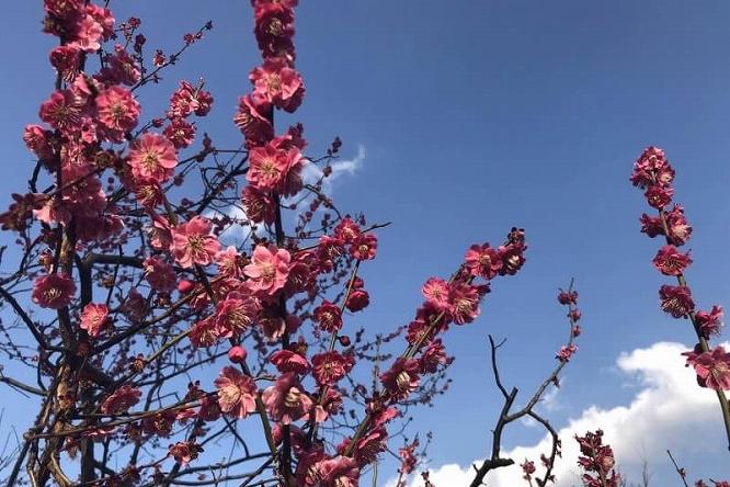 鮮やかなピンクと青空のコントラスト