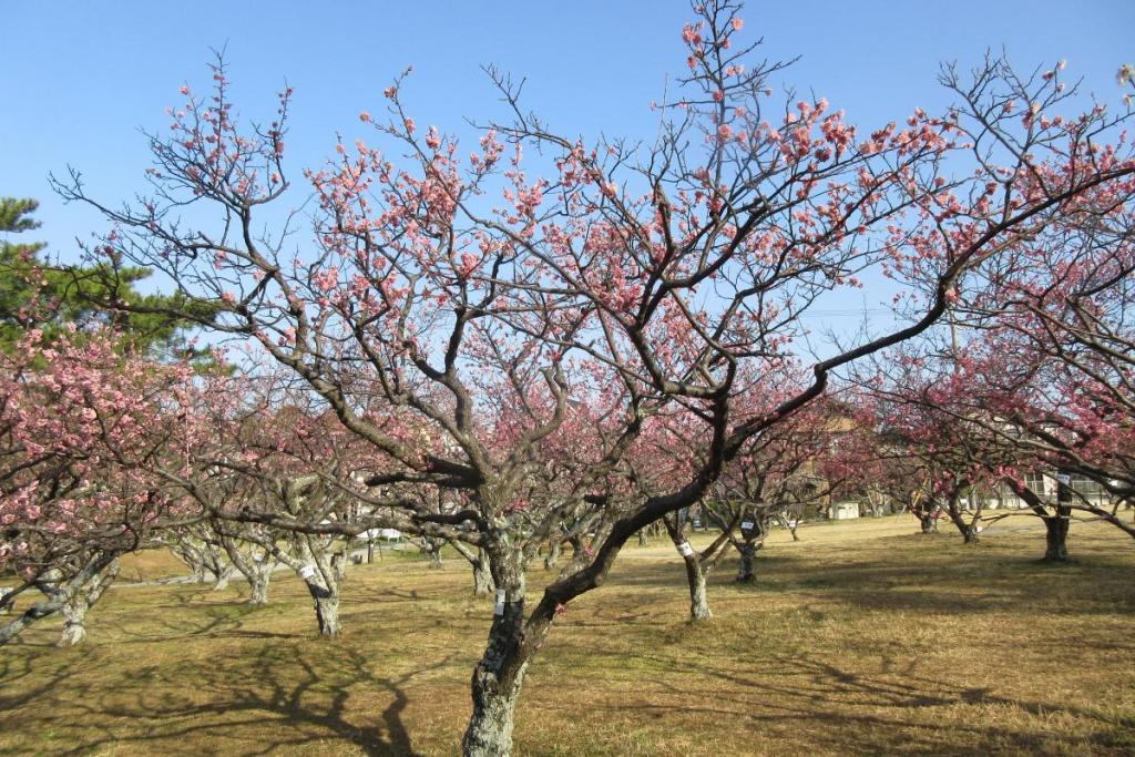 紅梅全体