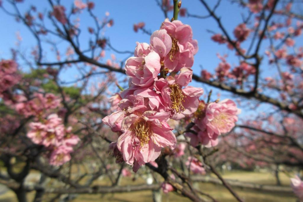 紅梅アップ