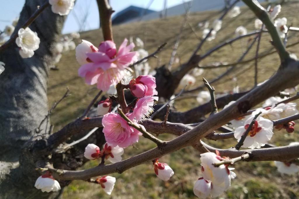 市民球場と総合体育館の間の梅