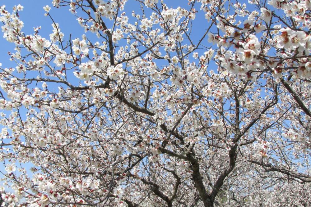 白梅は上の方まで花が付いています！