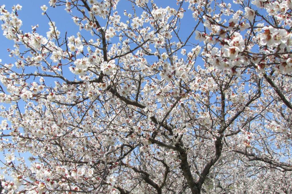 白梅は上の方まで花が付いています！