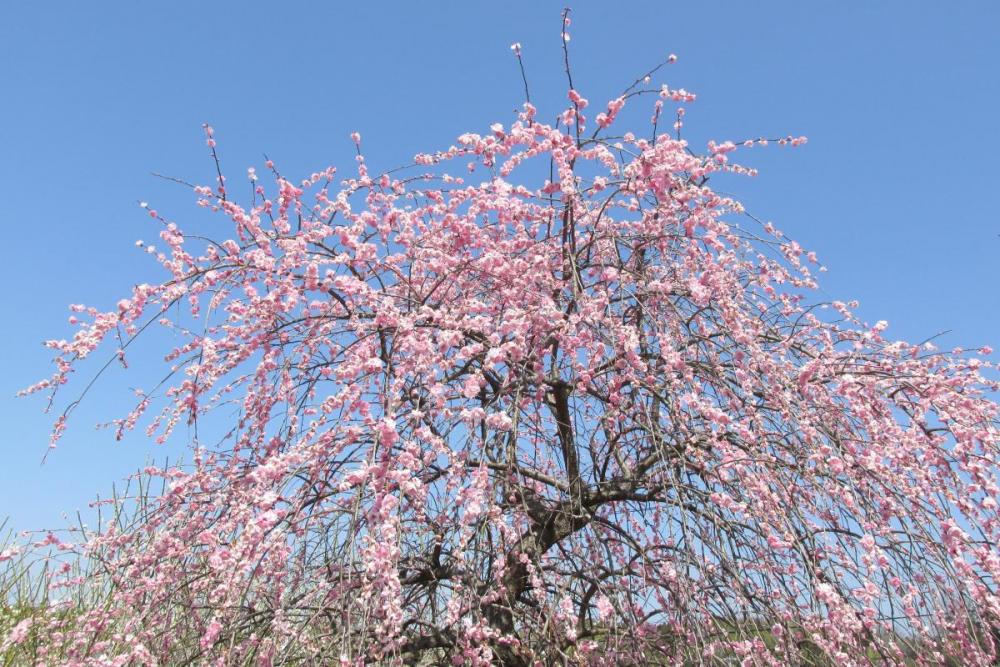 しだれ梅と抜けるような青空！