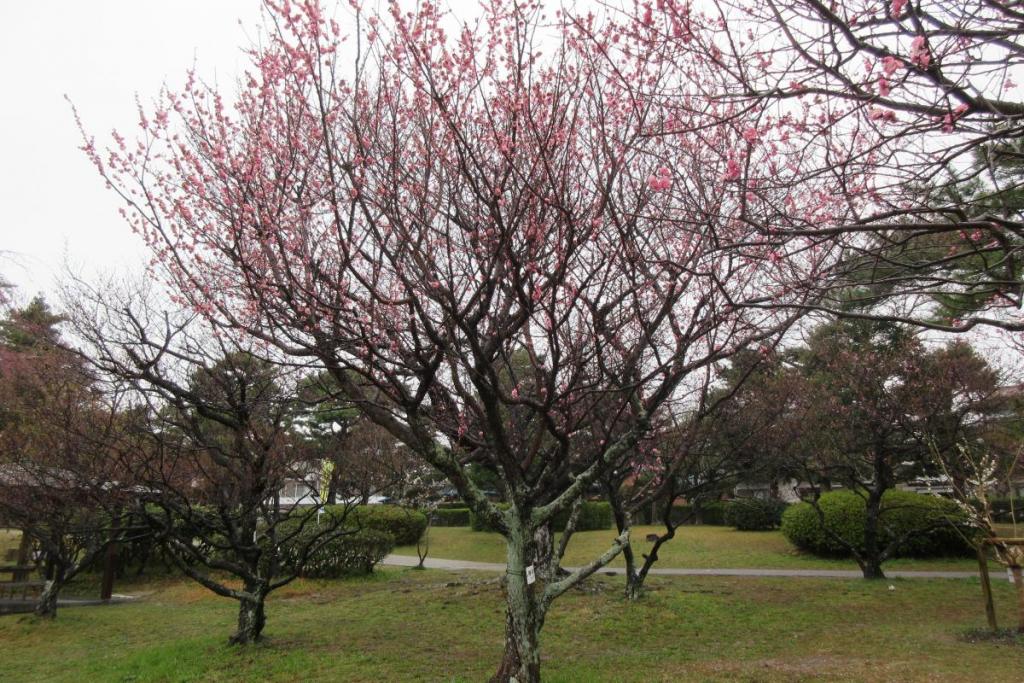紅梅全体