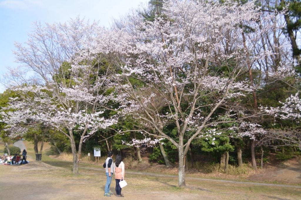 葵梅林東にある淡墨桜は3～5部咲き。