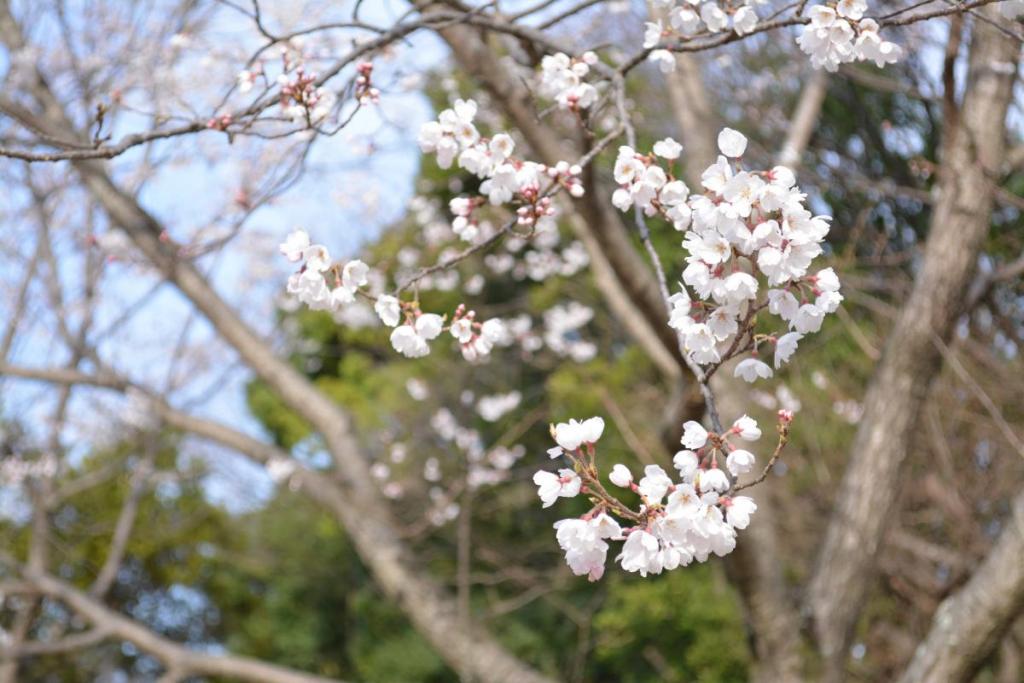 白に近い淡い色の花が特徴です。