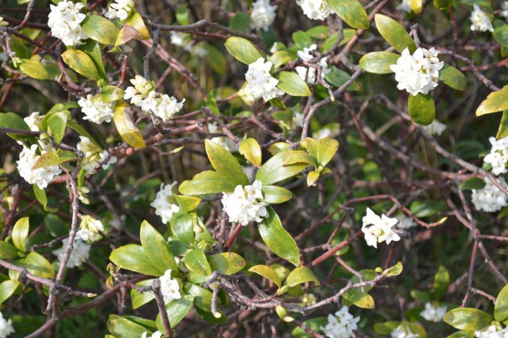 白い小さな花をつけています。