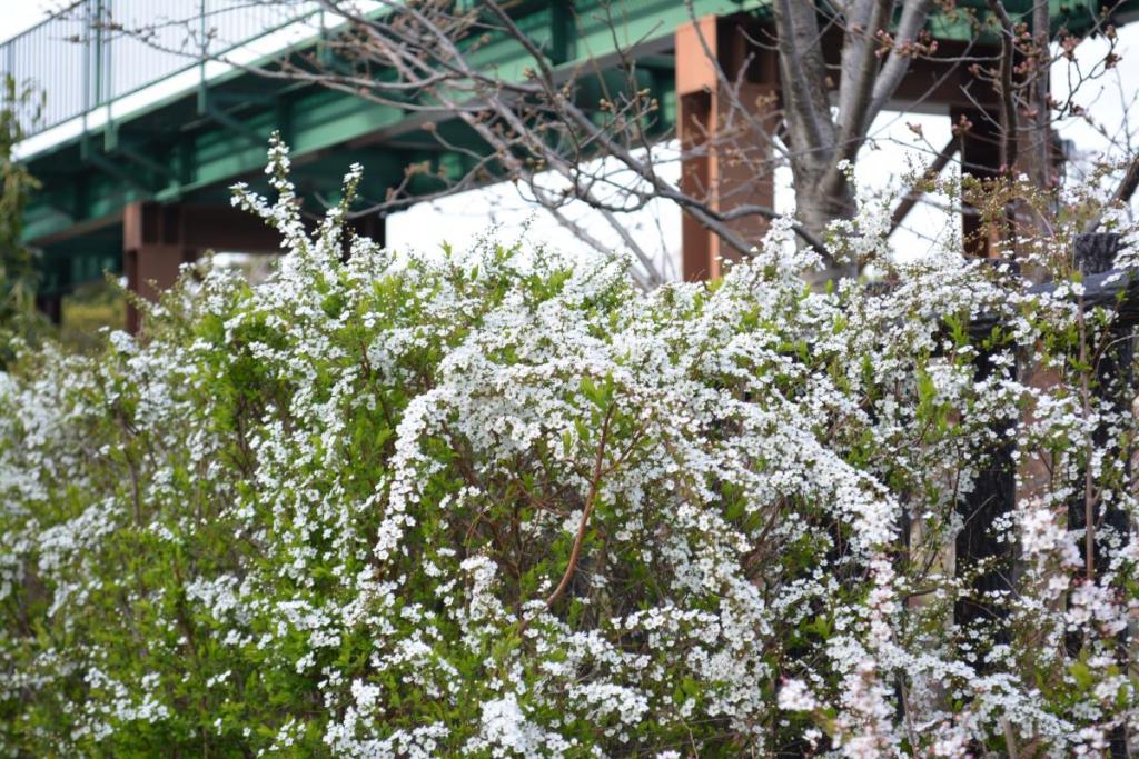 遊園地のいたるところで花を咲かせています。