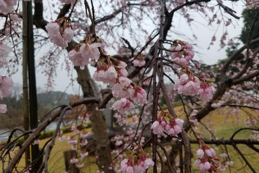 球技場の「三春の滝」